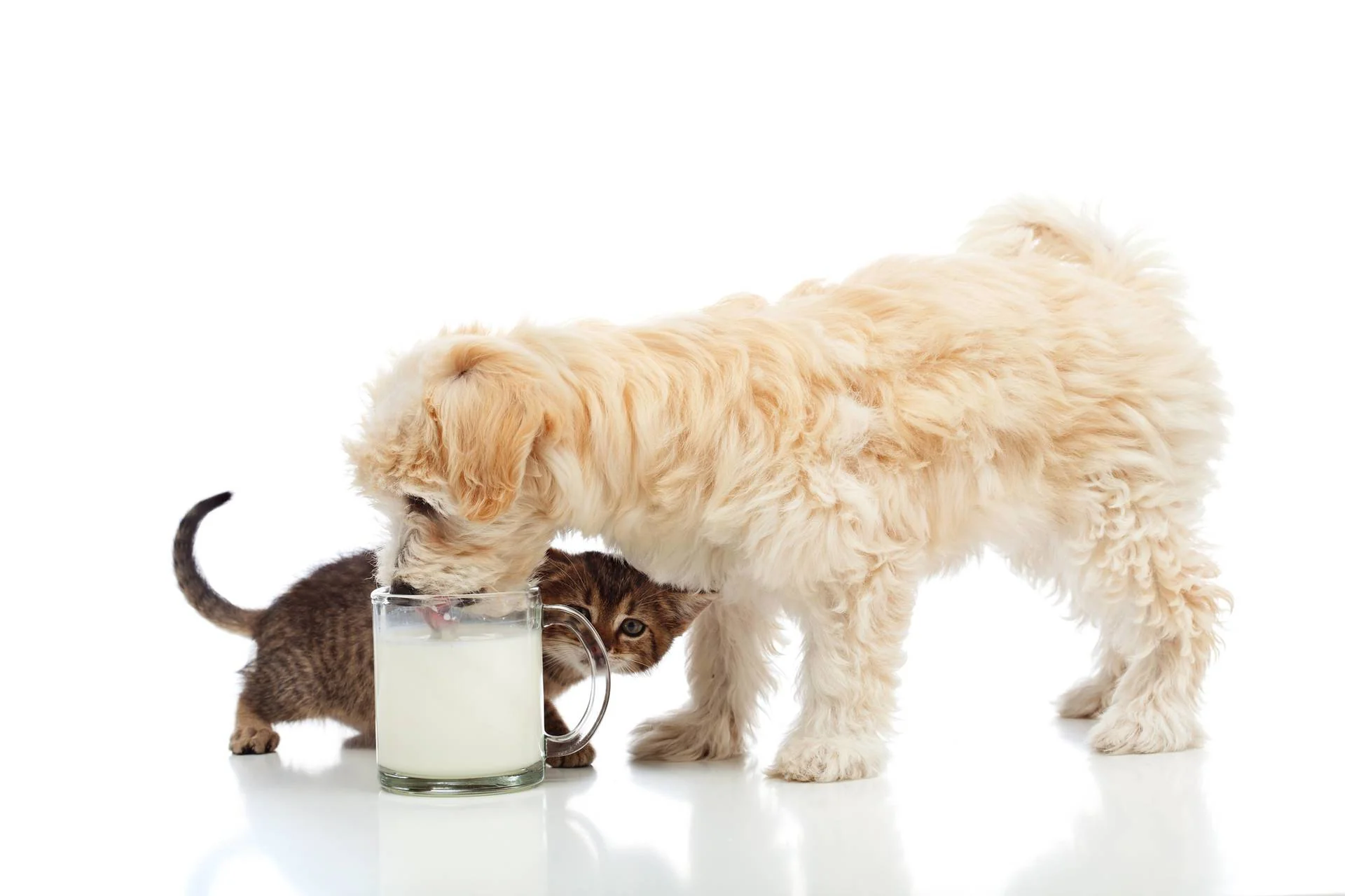 Lactose intolerance in dogs A Fact or A Myth